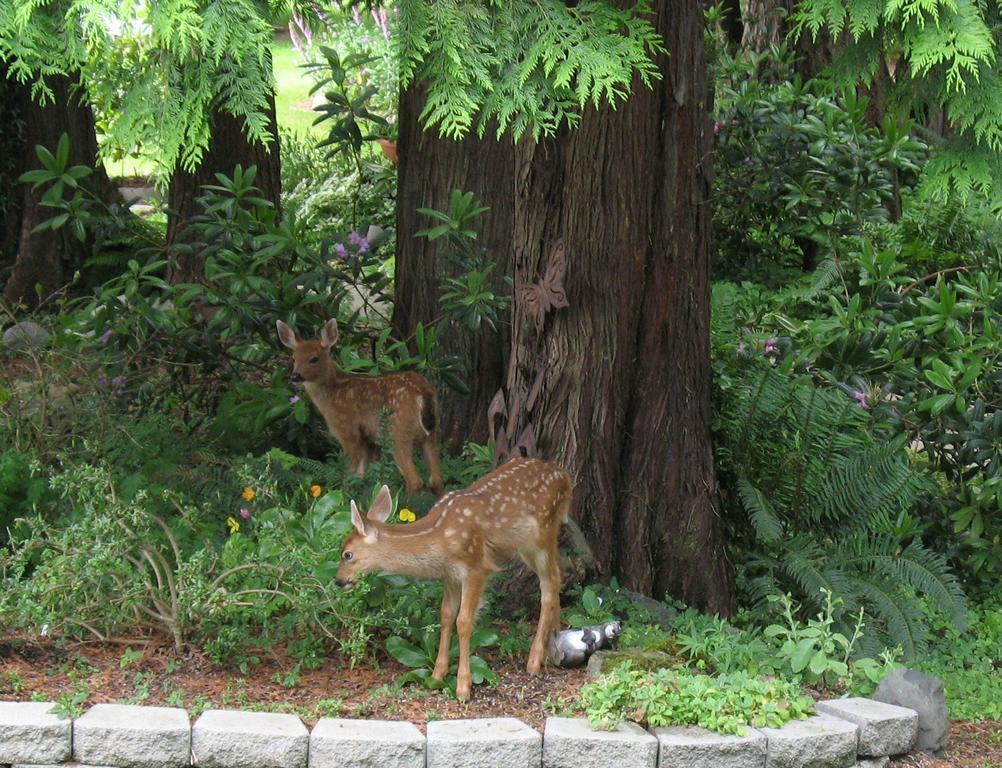 Bed and Breakfast Sea Cliff Gardens Port Angeles Exterior foto